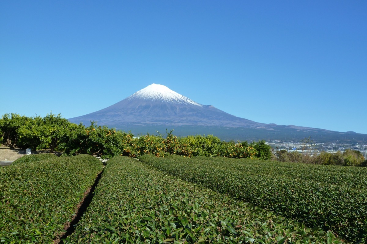 茶畑と富士山