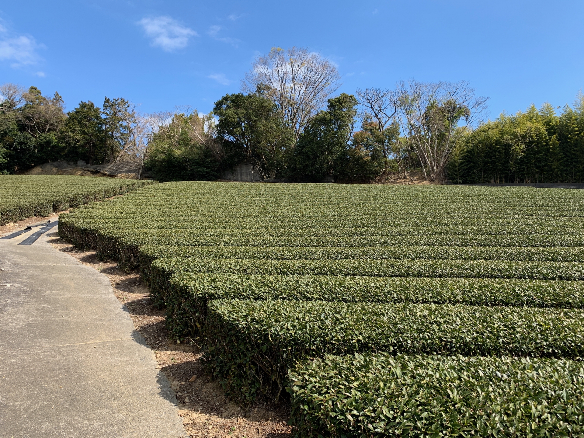 牧之原市の茶畑