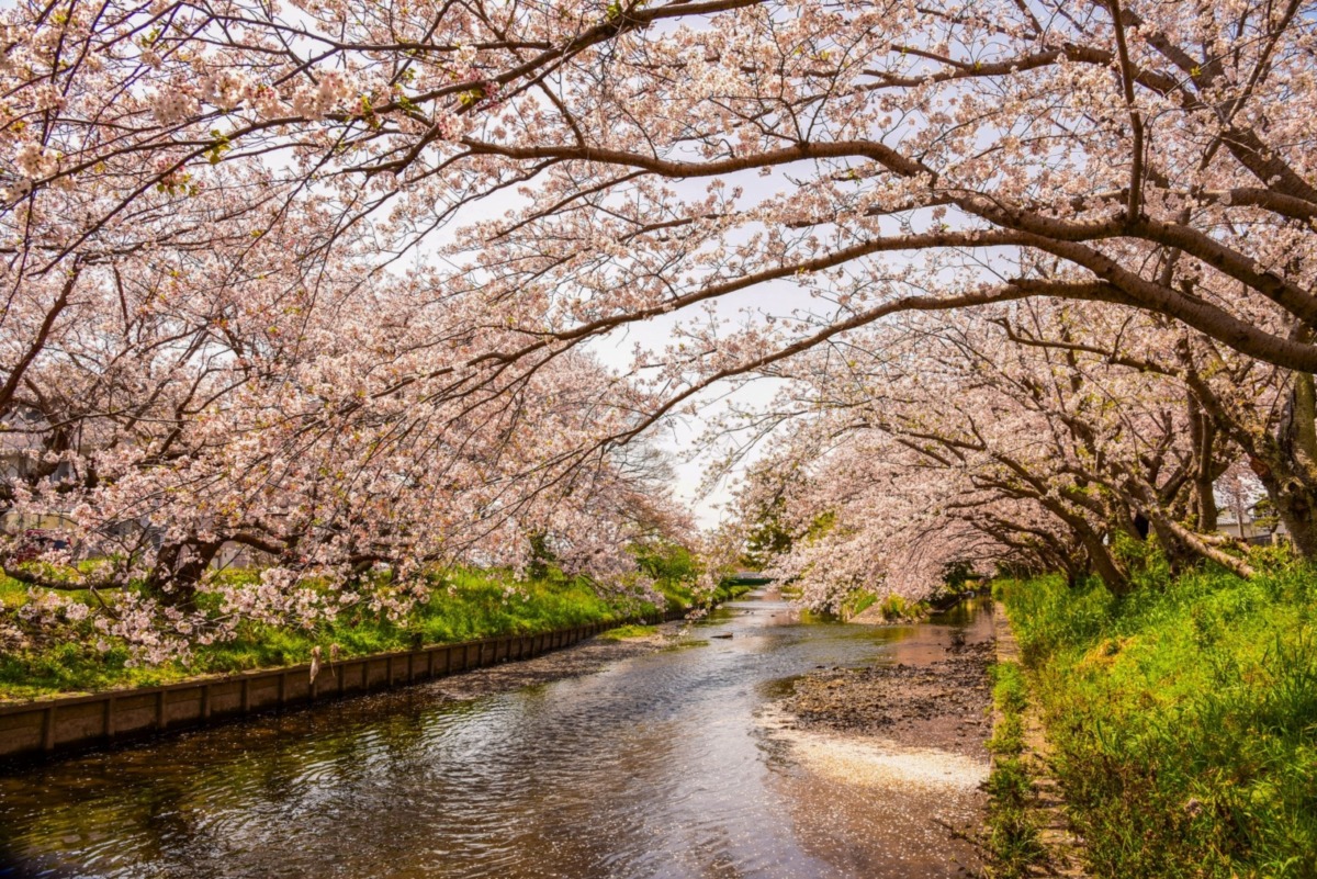 焼津市の桜のトンネル