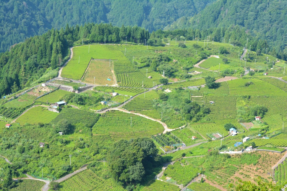 岐阜のマチュピチュ 天空の茶畑