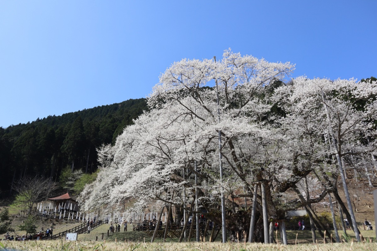 根尾谷淡墨桜