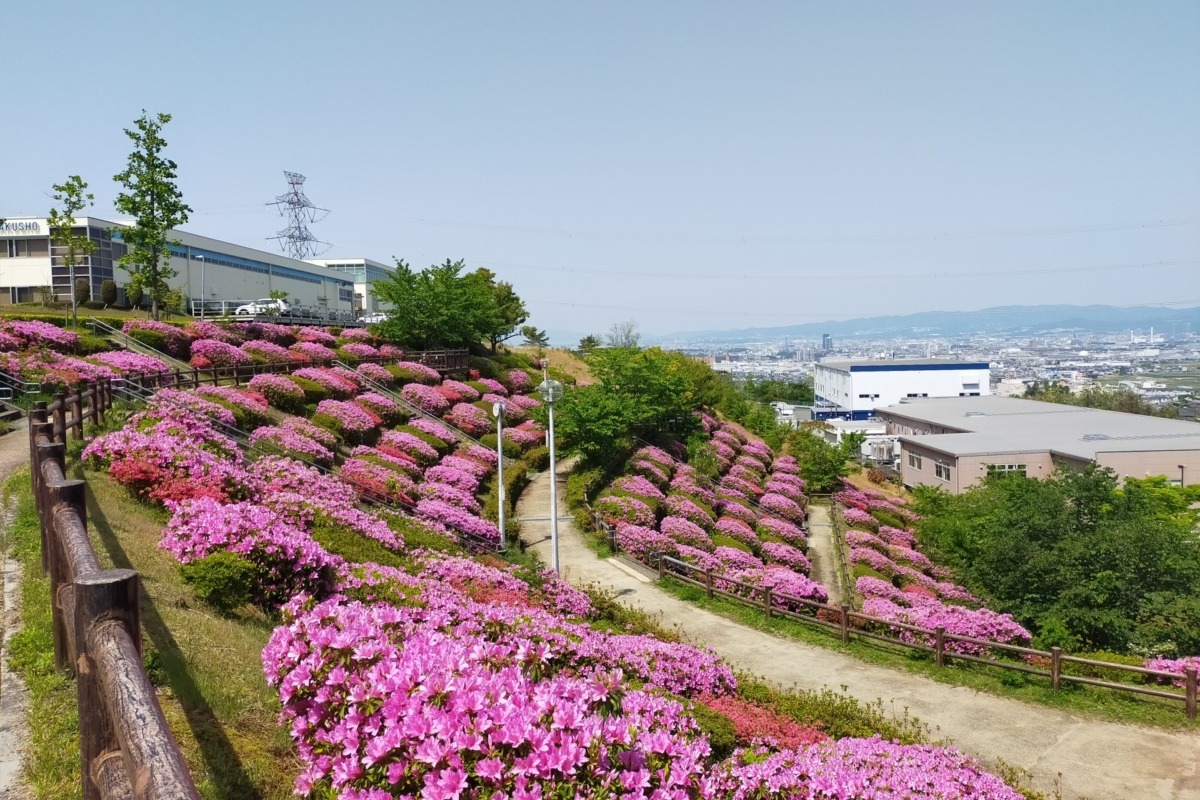 空見の丘公園のつつじ